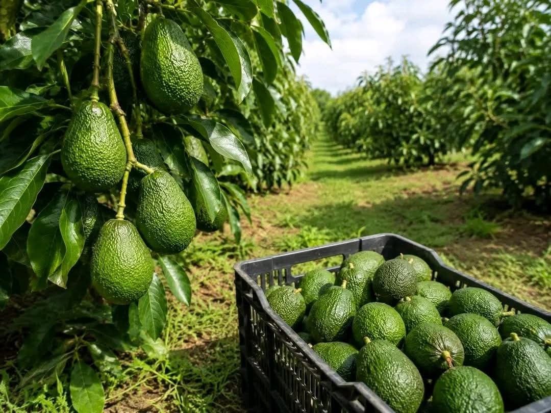 Avocado