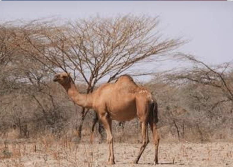 Camel