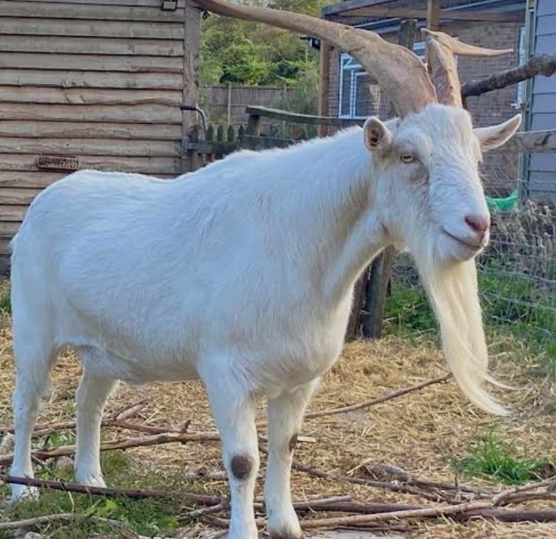 Goat