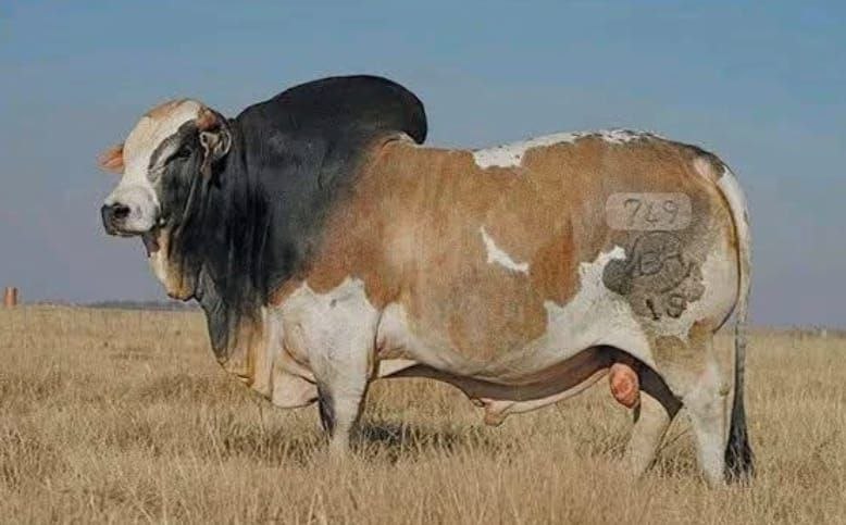 Live ox cattle