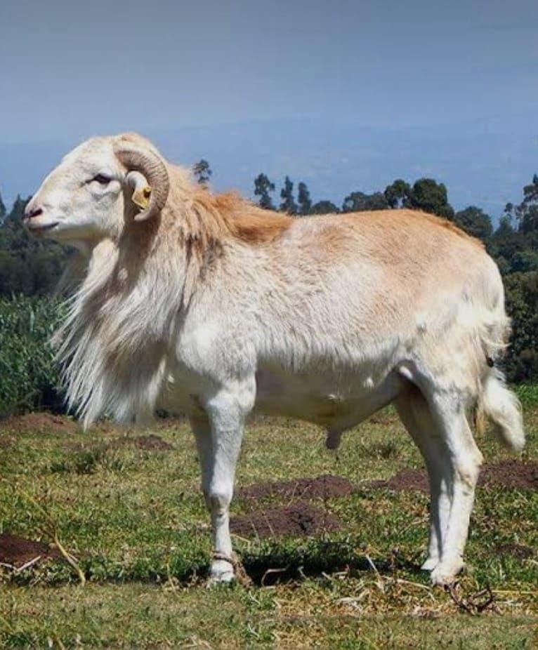 Sheep